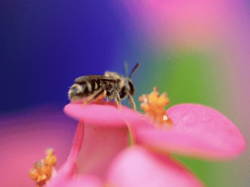 李先生夫妇成功案例